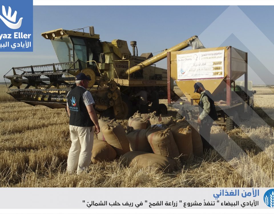 مشروع زراعة القمح