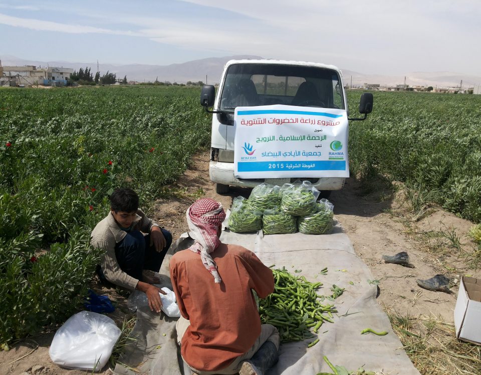 خضروات شتوية زراعة الفول